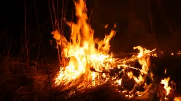 Nahaufnahme eines furchtbaren, gefährlichen Waldbrandes in der Nacht auf einem Feld. Verbrennung von trockenem Strohgras. ein großes Gebiet der Natur in Flammen. — Stockvideo