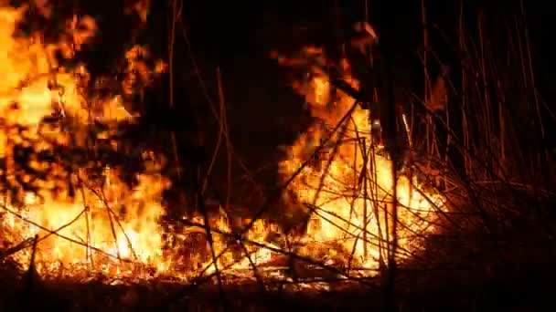 들판에서 밤에 끔찍한 위험한 야생 화재의 보기를 닫습니다. 건조 한 짚 잔디 굽기. 불길의 자연의 넓은 영역. — 비디오