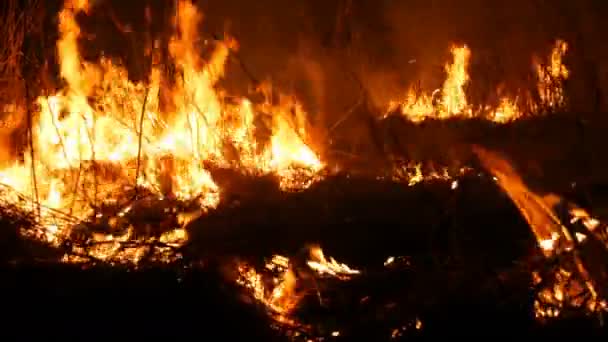 Ужасно опасный дикий огонь ночью в поле. Жжет сухую соломенную траву. Большая территория природы в огне . — стоковое видео