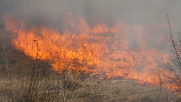 Vue de terribles feux de forêt dangereux dans la journée dans le domaine. Brûler l'herbe sèche de paille. Une grande partie de la nature est en flammes .