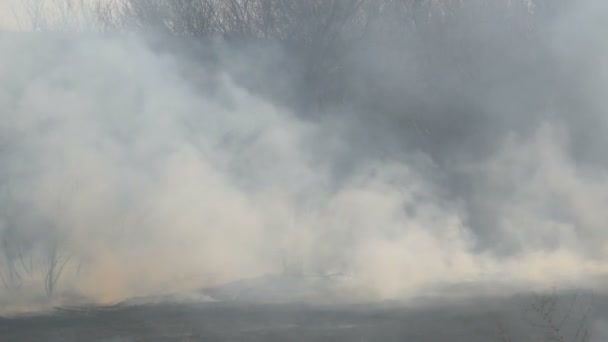 Skog efter branden på dagtid. Tjock rök efter en löpeld över stort område av naturen. Träd i rök och bränt svart gräs — Stockvideo