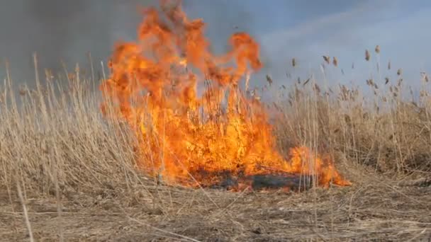 Vista di terribile pericoloso fuoco selvaggio alto durante il giorno nel campo. Brucia erba di paglia secca. Una vasta area della natura è in fiamme . — Video Stock