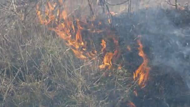 Θέα από τρομερή επικίνδυνη άγρια πυρκαγιά την ημέρα στο πεδίο. Καίγοντας ξηρό γρασίδι. Μια μεγάλη περιοχή της φύσης είναι στις φλόγες. — Αρχείο Βίντεο