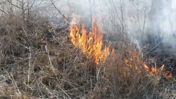 Θέα από τρομερή επικίνδυνη άγρια πυρκαγιά την ημέρα στο πεδίο. Καίγοντας ξηρό γρασίδι. Μια μεγάλη περιοχή της φύσης είναι στις φλόγες. — Αρχείο Βίντεο