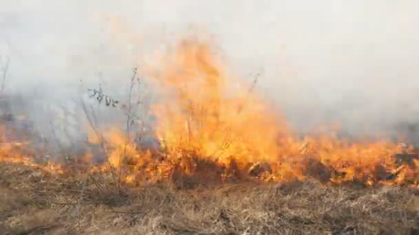 Vue de terribles feux de forêt dangereux dans la journée dans le domaine. Brûler l'herbe sèche de paille. Une grande partie de la nature est en flammes .