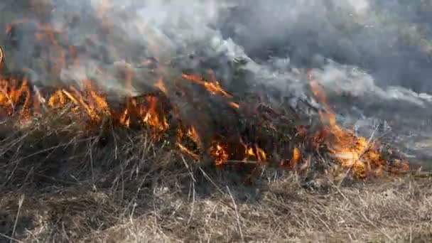 Vue du terrible feu de forêt dangereux dans la journée dans le champ. Brûler l'herbe sèche de paille. Une grande partie de la nature est en flammes .