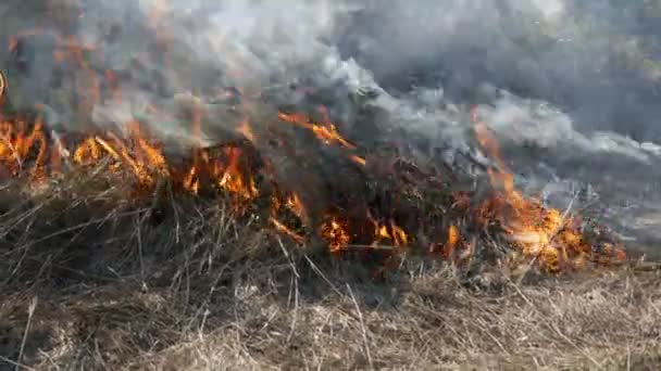 Vista di terribile pericoloso incendio selvaggio durante il giorno nel campo. Brucia erba di paglia secca. Una vasta area della natura è in fiamme . — Video Stock