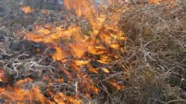 Alanda gündüz korkunç tehlikeli vahşi yangın görünümü. Kuru saman çim yakma. Doğanın büyük bir alanı alevler içinde.
