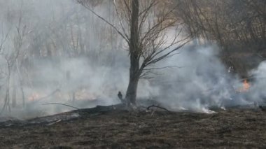 Orman gündüz yangından sonra. Doğanın büyük bir alan üzerinde bir yangından sonra kalın duman. Duman ve yanmış siyah çim ağaçlar