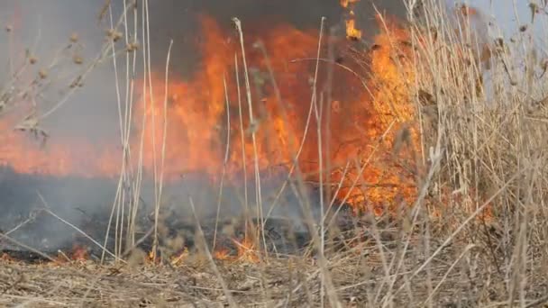 Pohled na strašlivý nebezpečný divoký oheň ve dne v terénu. Hoří suchá stébla trávy. Velká oblast přírody je v plamenech. — Stock video