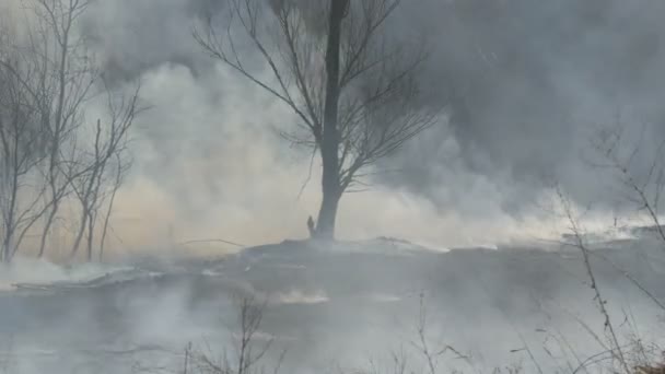 Ліс після пожежі вдень. Густий дим після пожежі над великою площею природи. Дерева в диму і спалені чорні трави — стокове відео