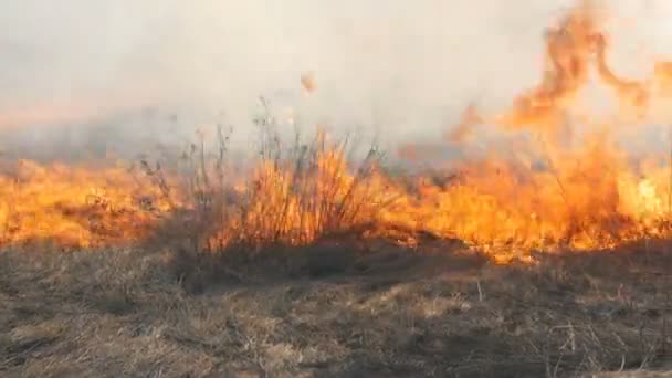 Vue de terribles feux de forêt dangereux dans la journée dans le domaine. Brûler l'herbe sèche de paille. Une grande partie de la nature est en flammes . — Video