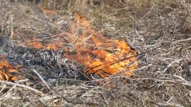 Blick auf schreckliche gefährliche Waldbrände tagsüber auf dem Feld. Verbrennung von trockenem Strohgras. Ein großes Gebiet der Natur steht in Flammen. — Stockvideo