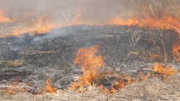 Vista di terribile pericoloso incendio selvaggio durante il giorno nel campo. Brucia erba di paglia secca. Una vasta area della natura è in fiamme . — Video Stock