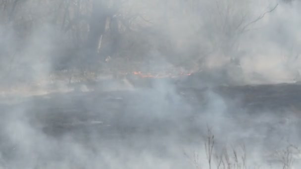 Bosque después del incendio durante el día. Humo espeso después de un incendio forestal sobre una gran área de la naturaleza. Árboles en humo y hierba negra quemada — Vídeos de Stock