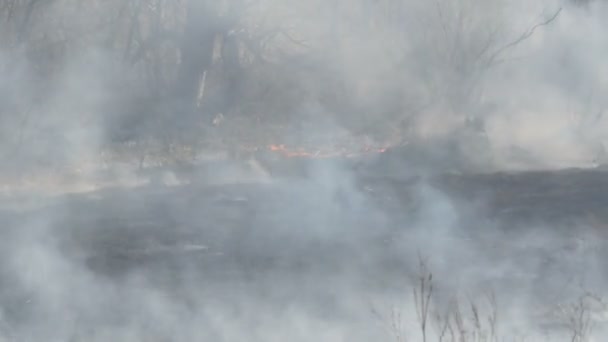 Les za ohněm ve dne. Hustý kouř po požáru velké části přírody. Stromy v dýmu a spálené černé trávě