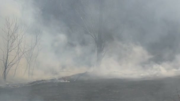 Forêt après le feu dans la journée. Fumée épaisse après un feu de forêt sur une grande partie de la nature. Arbres en fumée et herbe noire brûlée 