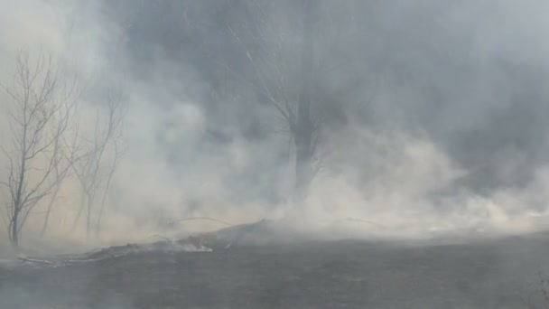 Skog efter branden på dagtid. Tjock rök efter en löpeld över stort område av naturen. Träd i rök och bränt svart gräs — Stockvideo