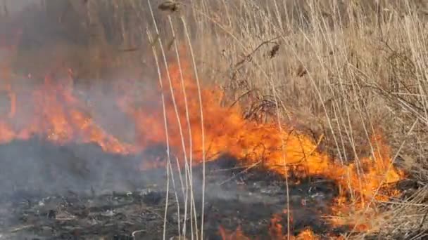 필드에서 낮에 끔찍한 위험한 야생 화재의 보기. 건조 한 짚 잔디 굽기. 자연의 넓은 영역이 화 염에. — 비디오