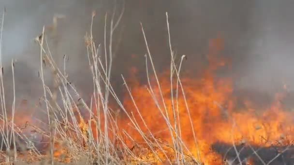 View of terrible dangerous wild high fire in the daytime in the field. Burning dry straw grass. A large area of nature is in flames. — Stock Video