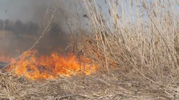 Vue de terribles feux de forêt dangereux dans la journée dans le domaine. Brûler l'herbe sèche de paille. Une grande partie de la nature est en flammes .