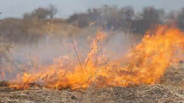 Vue du terrible feu de forêt dangereux dans la journée dans le champ. Brûler l'herbe sèche de paille. Une grande partie de la nature est en flammes .