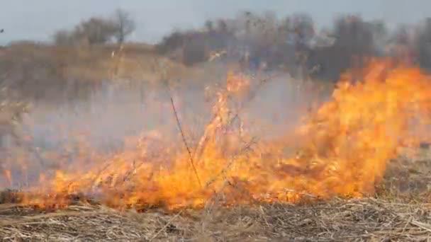 Vista de terribles incendios peligrosos durante el día en el campo. Quemando hierba seca de paja. Una gran área de la naturaleza está en llamas . — Vídeo de stock