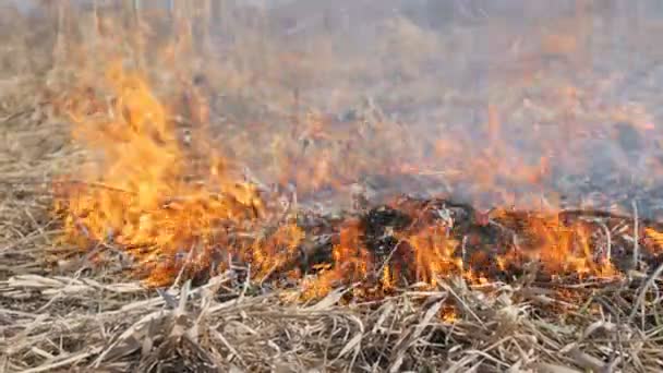 Vue de terribles feux de forêt dangereux dans la journée dans le domaine. Brûler l'herbe sèche de paille. Une grande partie de la nature est en flammes .