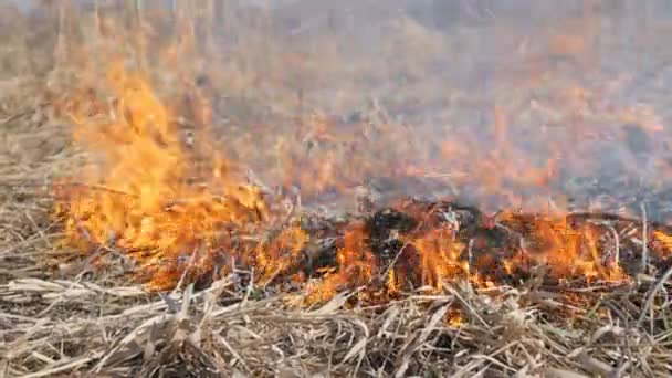 Vista di terribile pericoloso fuoco selvaggio alto durante il giorno nel campo. Brucia erba di paglia secca. Una vasta area della natura è in fiamme . — Video Stock