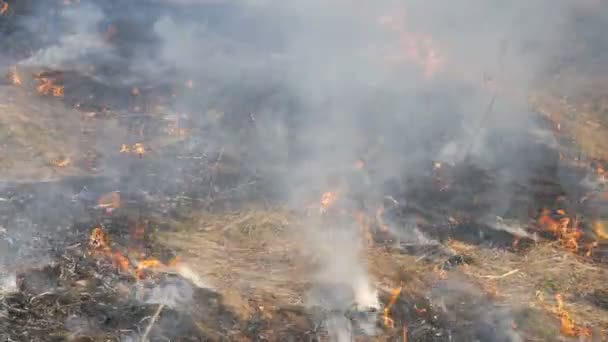 Widok straszny niebezpieczny dziki ogień w ciągu dnia w polu. Spalanie suchej trawy słomy. Duży obszar natury jest w płomieniach. — Wideo stockowe