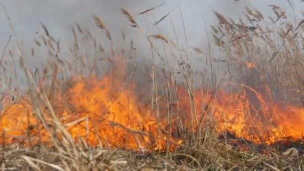 Mening van vreselijke gevaarlijke wilde hoge brand in overdag in het gebied. Het branden van droog stro gras. Een groot gebied van de natuur is in vlammen. — Stockvideo