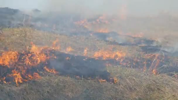 Widok straszny niebezpieczny dziki ogień w ciągu dnia w polu. Spalanie suchej trawy słomy. Duży obszar natury jest w płomieniach. — Wideo stockowe