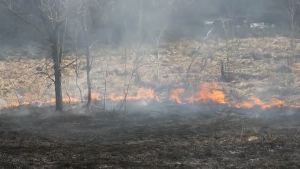 Vista de terribles incendios peligrosos durante el día en el campo. Quemando hierba seca de paja. Una gran área de la naturaleza está en llamas . — Vídeos de Stock