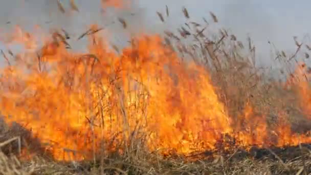 Vue de terribles feux de forêt dangereux dans la journée dans le domaine. Brûler l'herbe sèche de paille. Une grande partie de la nature est en flammes . — Video