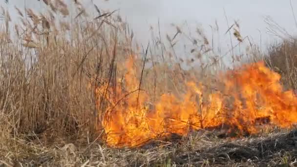 Vista di terribile pericoloso fuoco selvaggio alto durante il giorno nel campo. Brucia erba di paglia secca. Una vasta area della natura è in fiamme . — Video Stock