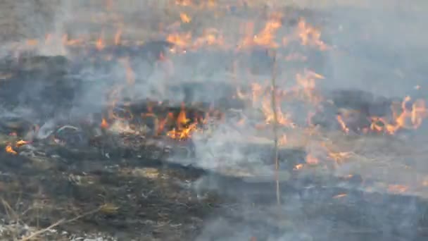 Вид на жахливий небезпечний дикий вогонь у денний час у полі. Палаюча суха солом'яна трава. Велика територія природи у полум'ї . — стокове відео