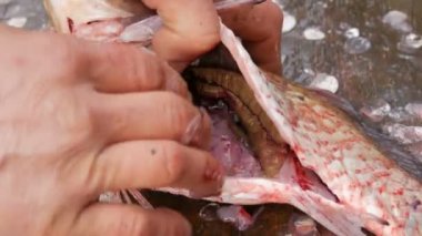 Balıkçı sadece yakalanan canlı büyük bir balık göbeğini kesti. İçeride cesaret ve bir sürü balık havyar var. Daha fazla pişirme için Balık Temizleme