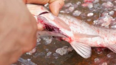 Balıkçı sadece yakalanan canlı büyük bir balık göbeğini kesti. İçeride cesaret ve bir sürü balık havyar var. Daha fazla pişirme için Balık Temizleme