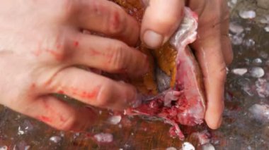 Balıkçı sadece yakalanan canlı büyük bir balık göbeğini kesti. İçeride cesaret ve bir sürü balık havyar var. Daha fazla pişirme için Balık Temizleme