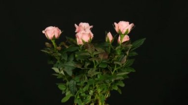 Siyah bir arka planda dönen bir çiçek pot güzel ihale taze çiçeklenme pembe Rosebuds
