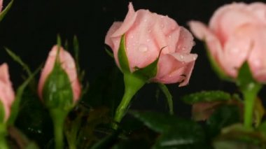 Siyah bir arka planda su damlaları ile püskürte bir çiçek tencerede güzel narin taze çiçeklenme Rosebuds.