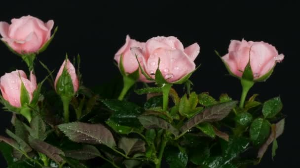 Szép pályázat friss virágzó rózsaszín rosebuds vízcseppek egy virágcserép, amelyen a fény szél fúj, fekete háttér. — Stock videók
