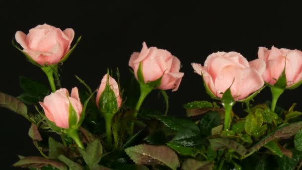 Hermosas rosas rosadas tiernas y frescas en una maceta sobre un fondo negro . — Vídeo de stock