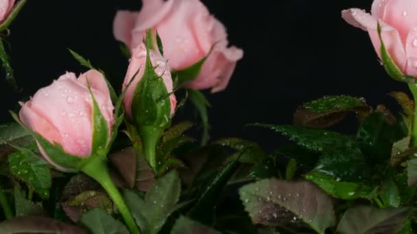 Hermosas rosas rosadas tiernas y frescas con gotas de agua en una maceta en la que sopla viento ligero sobre fondo negro . — Vídeos de Stock