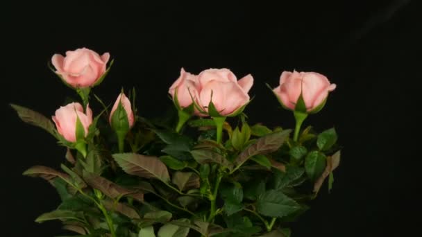 Gyönyörű finom friss, virágzó rosebuds egy virág pot lepermetezni vízcseppek fekete alapon. — Stock videók