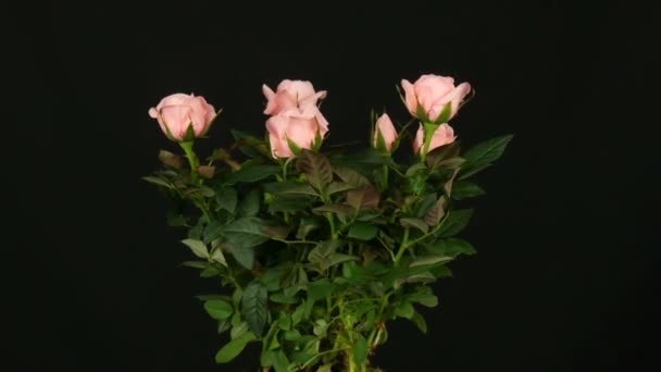 Krásná něžná svěží kvetoucí růžová Roseová poupata v květinové nádobě, která se otáčí na černém pozadí a otáčí se — Stock video