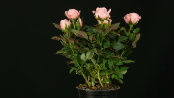 Schöne zarte frisch blühende Rosenknospen in einem Blumentopf, auf dem leichter Wind auf schwarzem Hintergrund weht. — Stockvideo