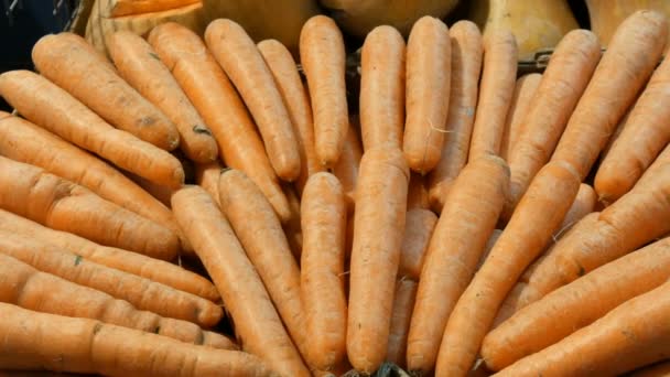 Schöne reife Karotten am Marktstand — Stockvideo