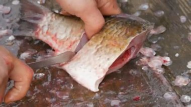 Bir adam sadece canlı büyük balık Balık bir balıkçının keser parçalar halinde yakaladı. Daha fazla yemek pişirmek için tatlı su Balık Temizleme