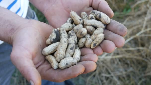 El hombre tiene en sus manos frutos de cacahuete recién digeridos. Cacahuete maduro vista de cerca — Vídeos de Stock